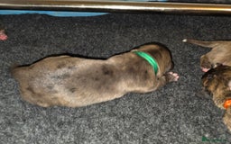 Boxer dogs for sale: Beautiful Boxer cross - Image 22