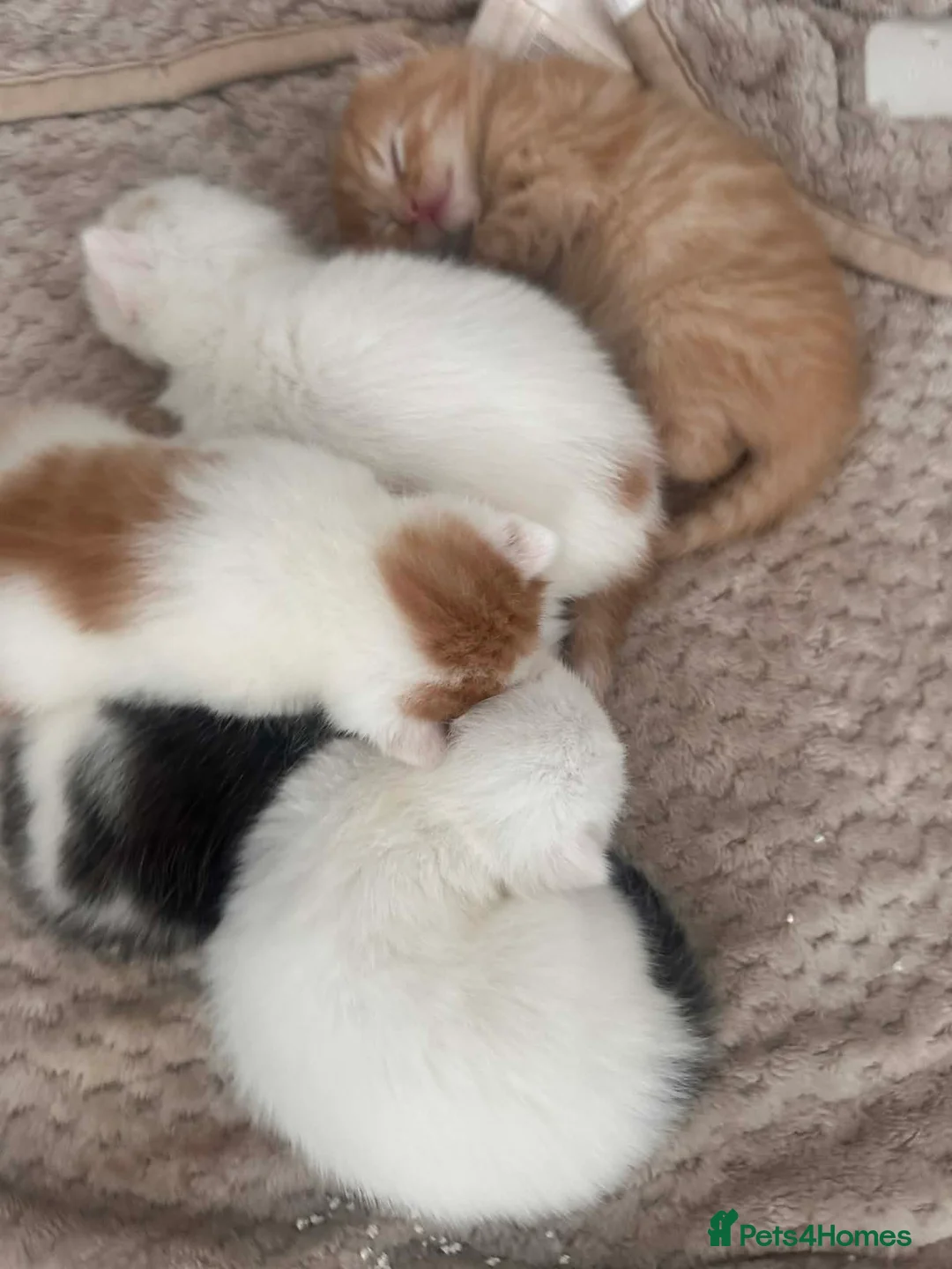 Domestic Shorthair cats for sale: European shorthair kittens  - Advert 11