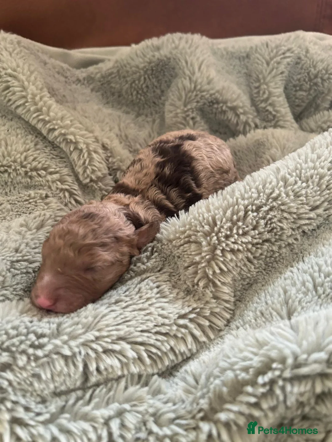 Labradoodle dogs for sale: Australian Labradoodle Puppies - Advert 16