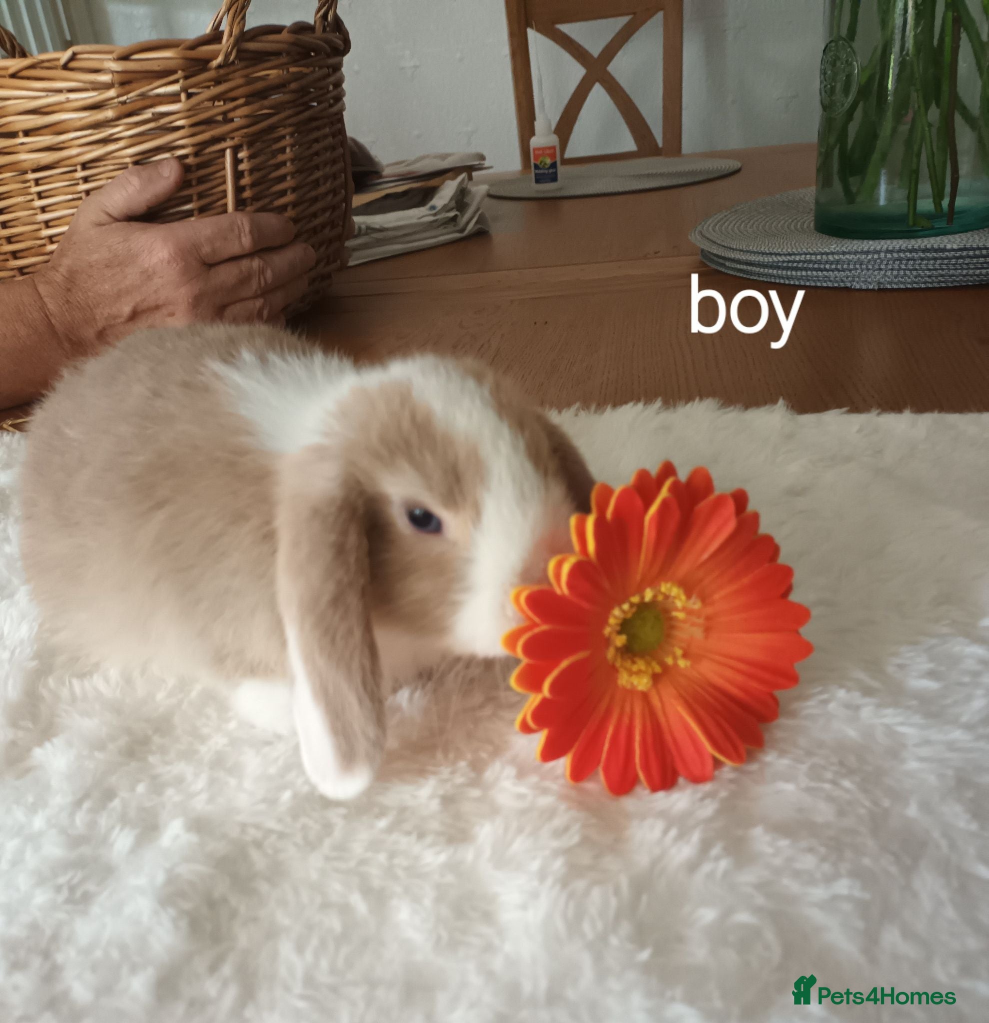 Mini Lop rabbits Beautiful mini lops - Advert 4