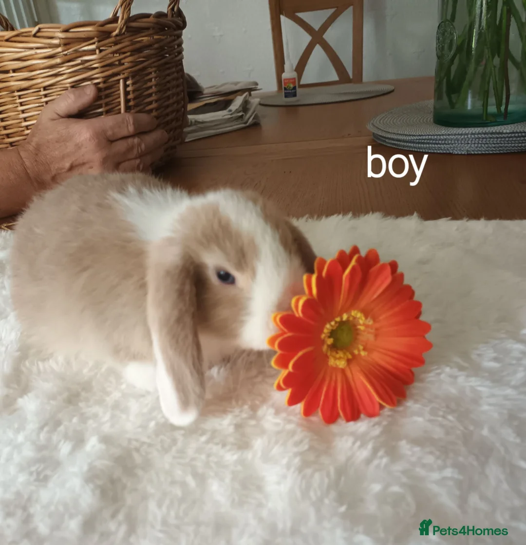 Mini Lop rabbits for sale: Beautiful mini lops - Advert 1