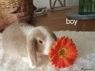 Mini Lop rabbits Beautiful mini lops - Advert 4