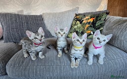 Bengal cats for sale: TICA Champion Bengal Kittens  - Image 4