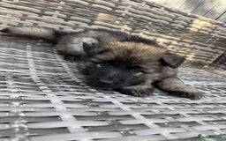 German Shepherd dogs for sale: Last female - Image 4