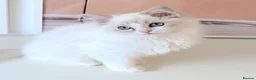 Ragdoll cats for sale: INDOOR GCCF REGISTERED RAGDOLL KITTENS - Advert 29