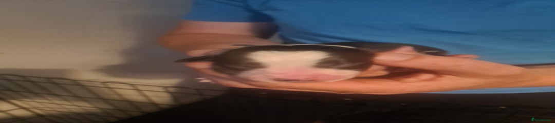 Sprollie Puppy 7