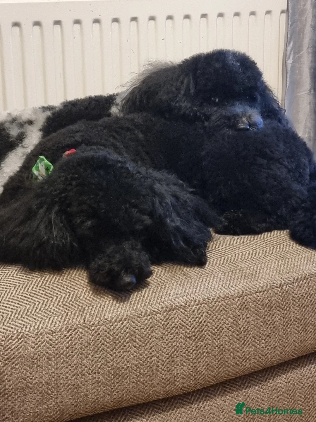 Poochon dogs for sale: Looking for home 2 x 4 year old Poochons - Advert 3