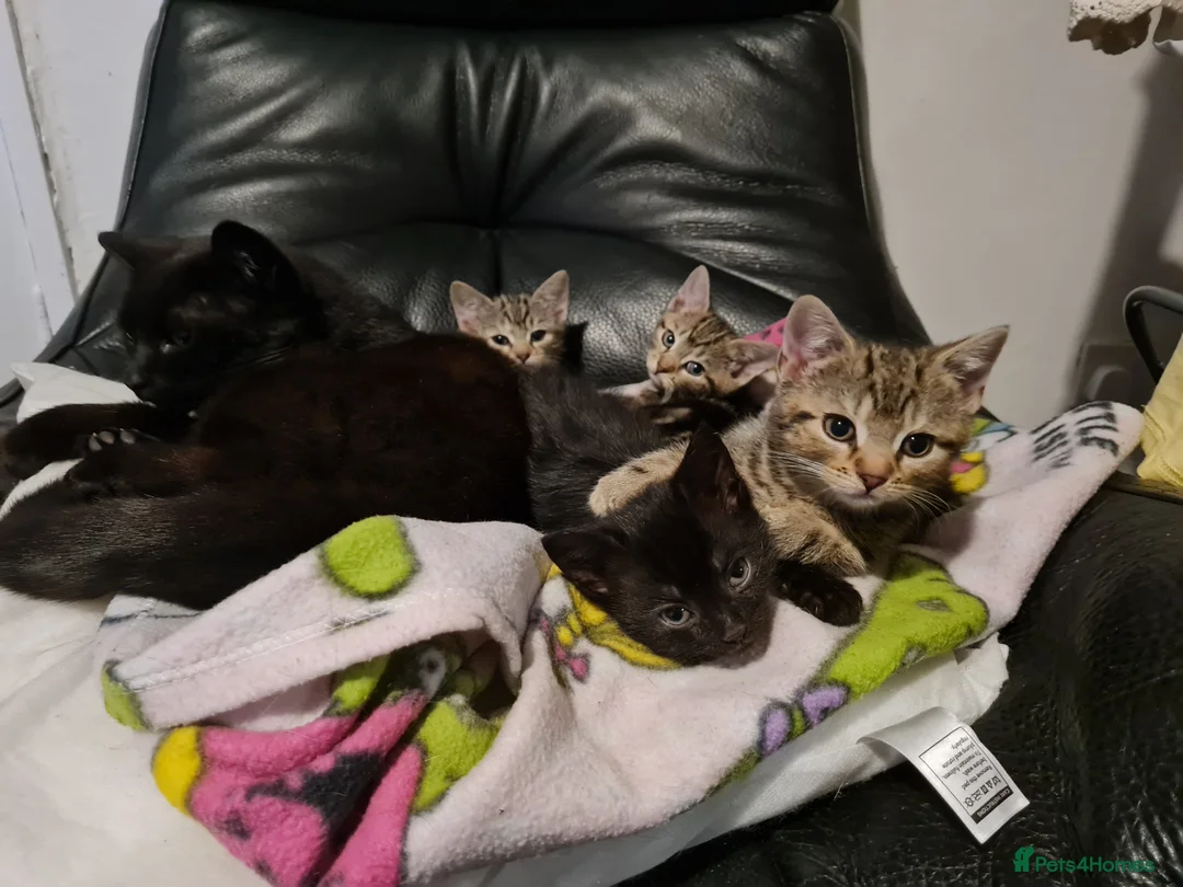 Mixed Breed cats for sale: Beautiful 8 week old kittens - Advert 14