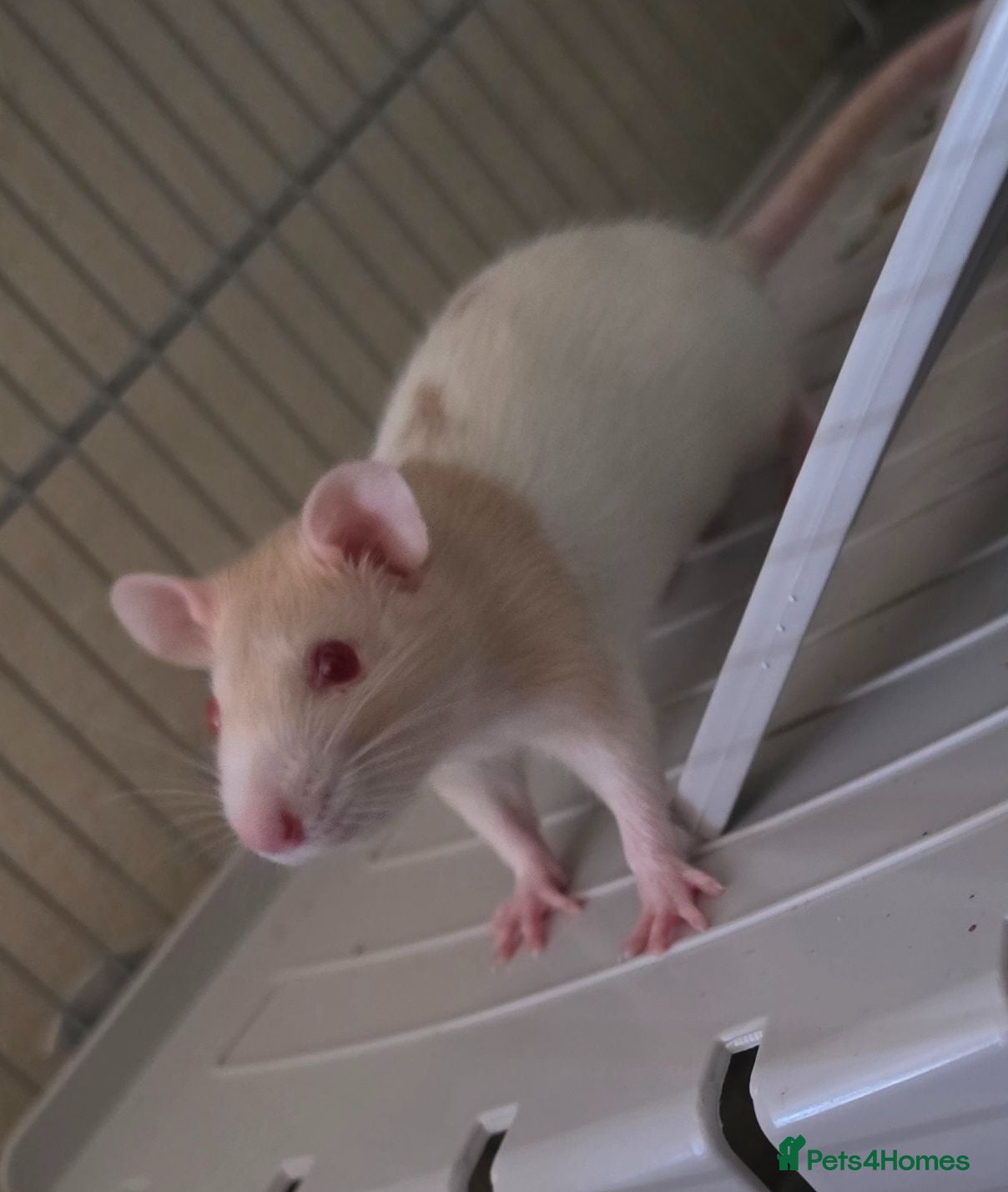 Rat rodents Two female rats and accessories  - Advert 8