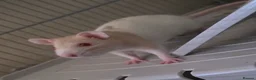 Rat rodents for sale: Two female rats and accessories  in Rotherham - Advert 1