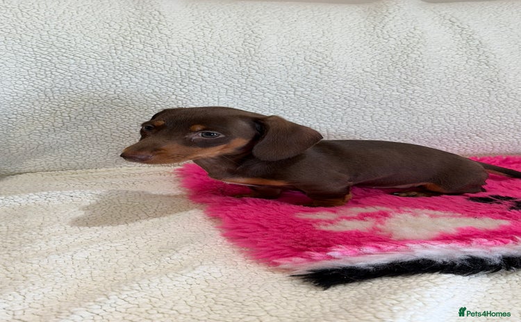 Miniature Dachshund dogs - Advert 5