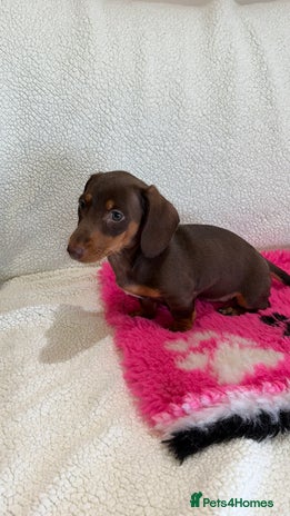 Miniature Dachshund dogs - Advert 12