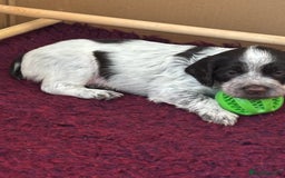 Sprocker dogs for sale: Fantastic Liver Roan Working Sprocker Spaniel Boys - Image 5
