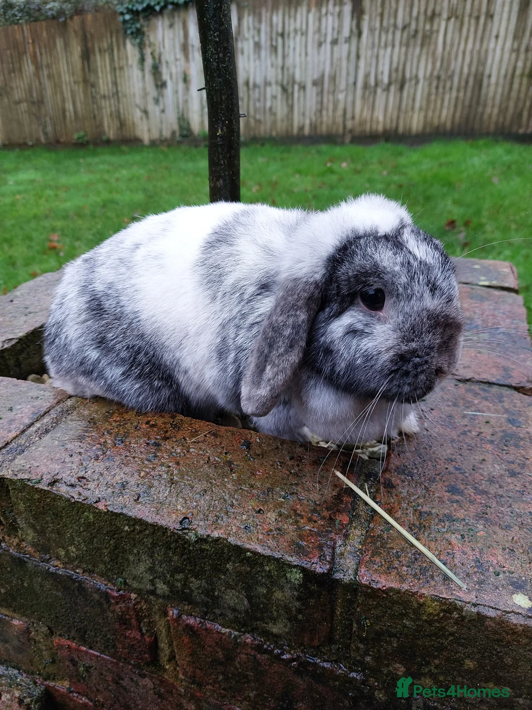 Mini Lop rabbits for sale: Adorable Mini Lop Doe - Advert 3