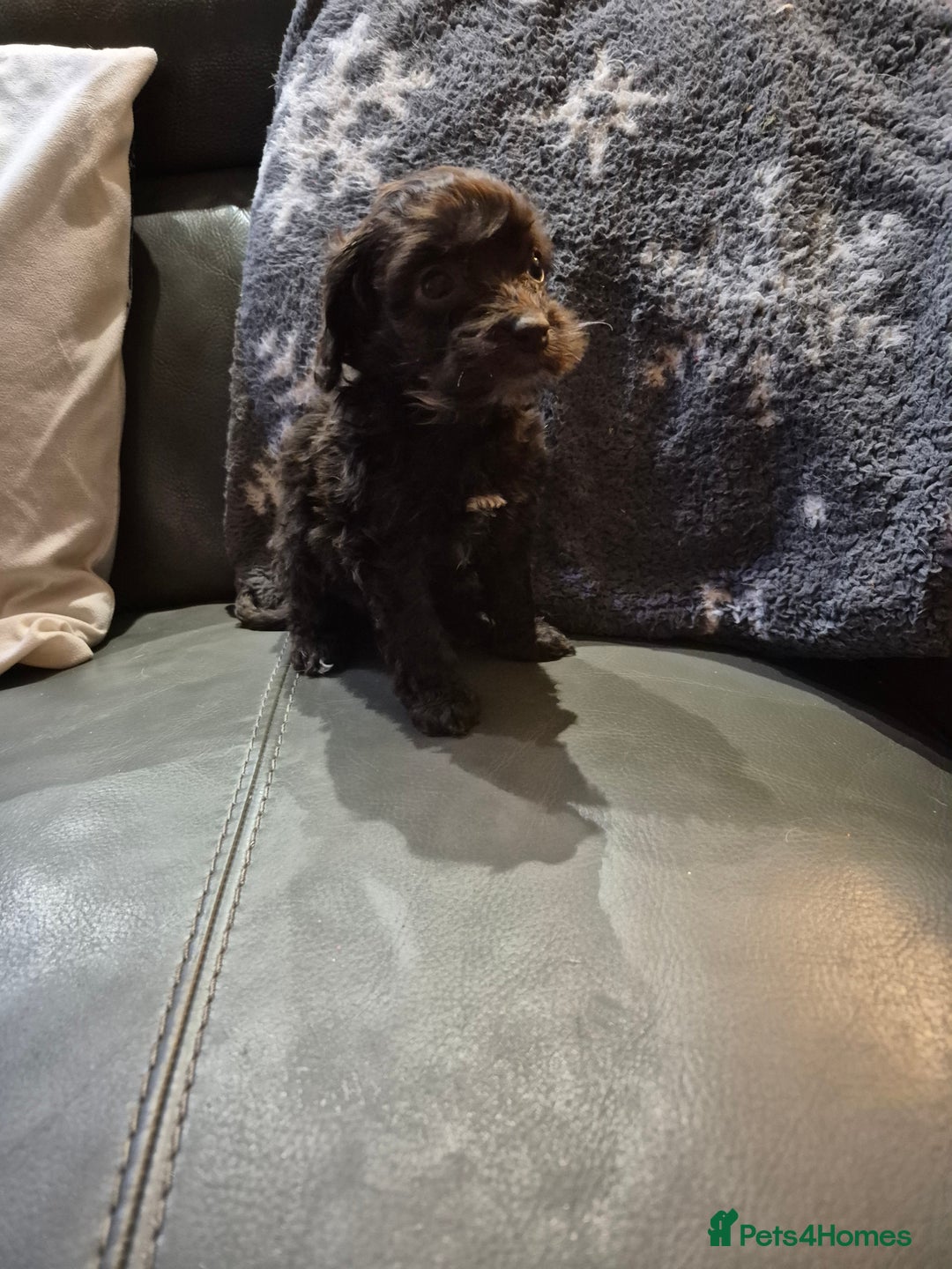 Cockapoo dogs for sale: F1 cockapoo's - ready next week  - Advert 5