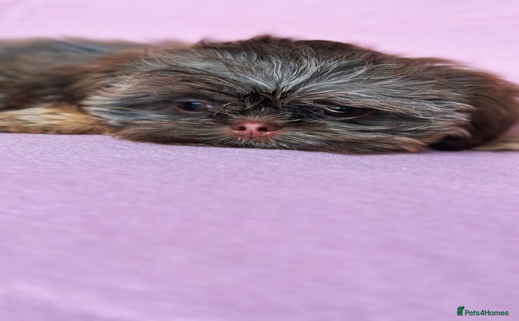 Shih Tzu dogs - Advert 13