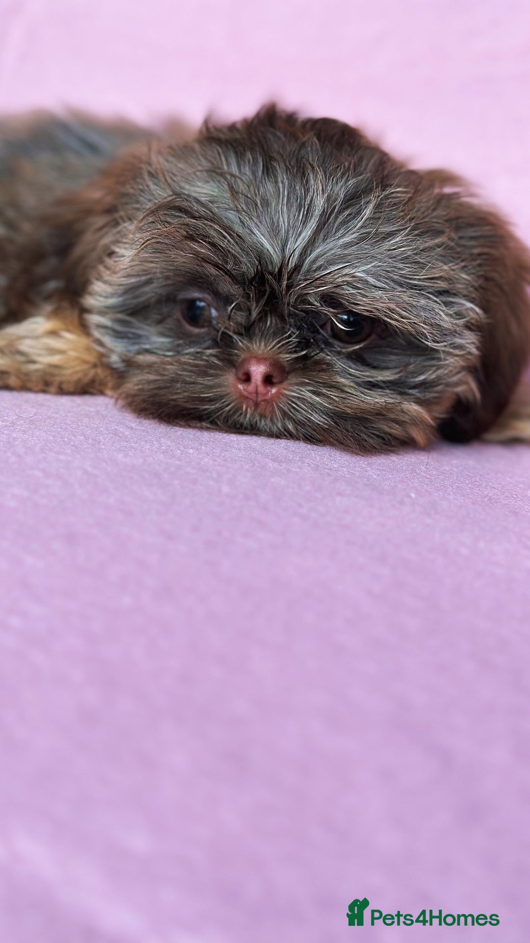 Shih Tzu dogs for sale: REDUCED LAST LITTLE BOY AVAILABLE  - Advert 2