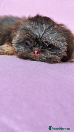 Shih Tzu dogs - Advert 13