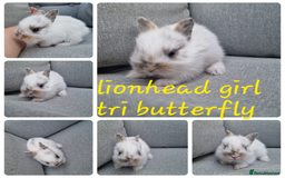 Mini Lop rabbits for sale: Pure mini lops & pure lionhead babies  - Image 3
