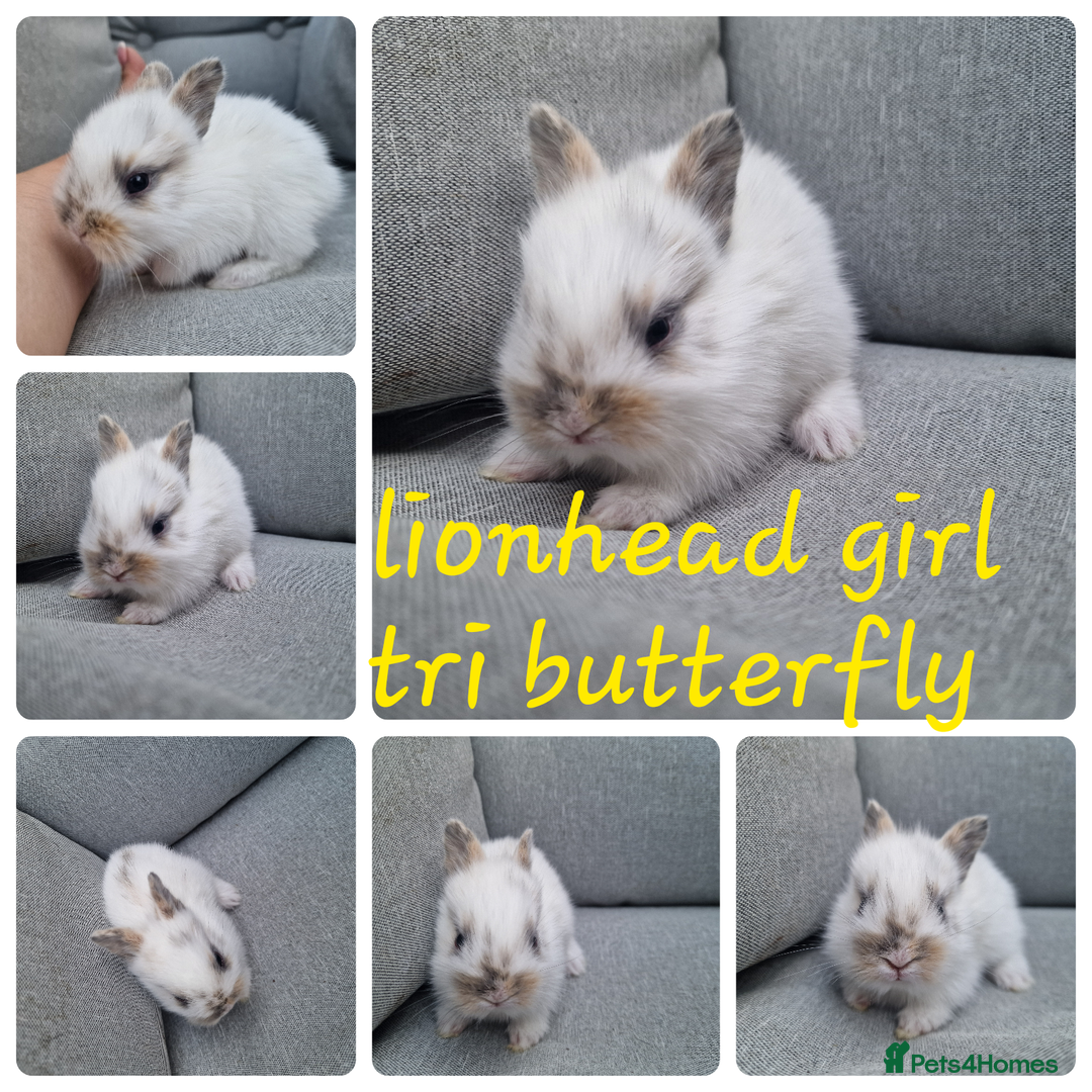 Mini Lop rabbits for sale: Pure mini lops & pure lionhead babies  - Image 3