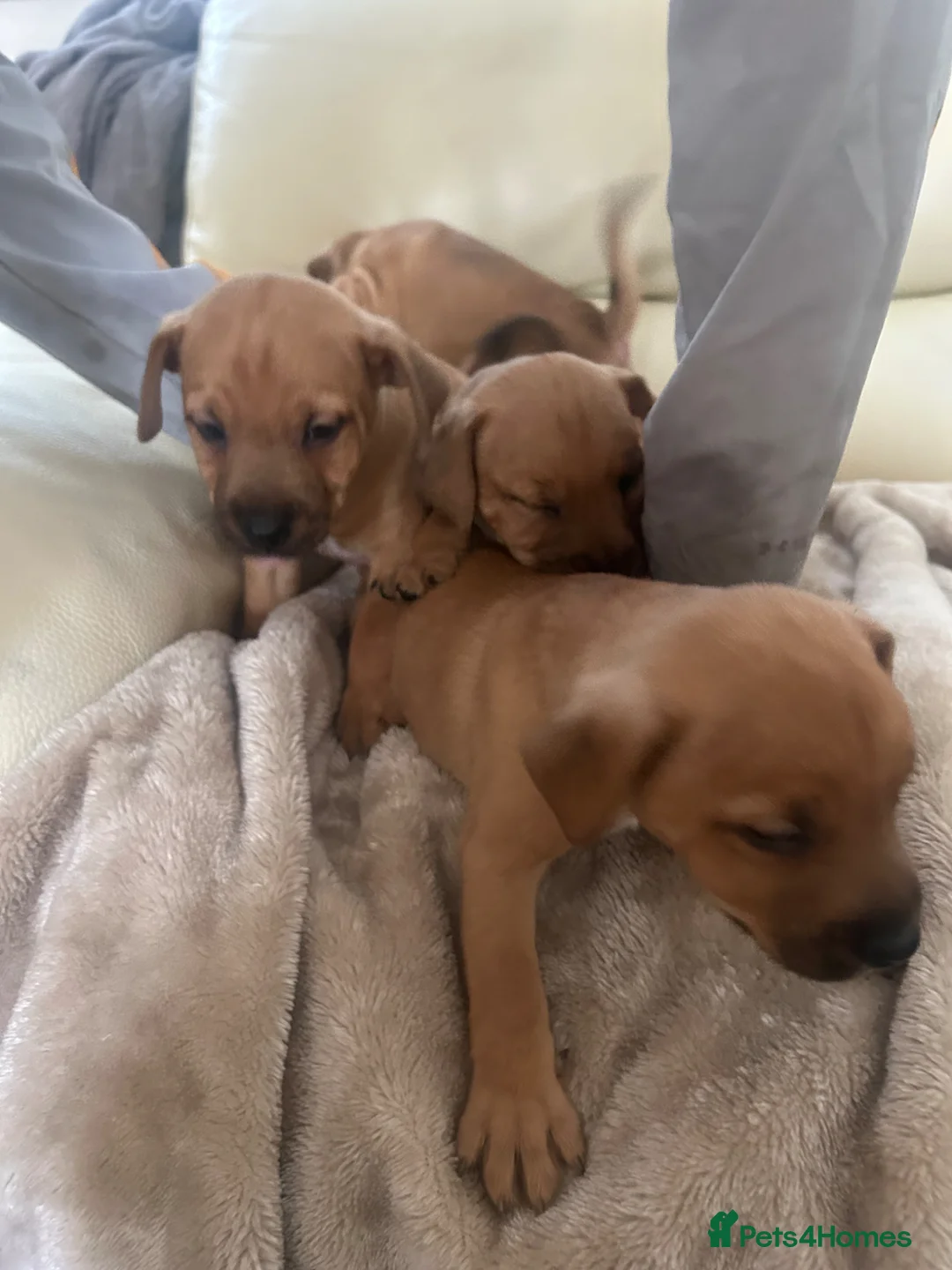 Jack Russell dogs for sale: Jack Russle in Leatherhead - Advert 3