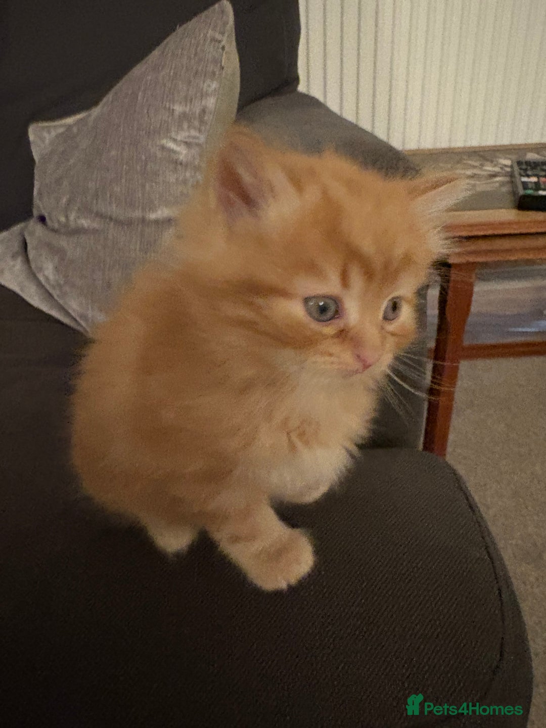 Mixed Breed cats for sale: Quarter Persian kittens  - Image 7