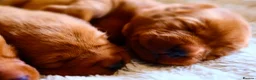 Labrador Retriever dogs for sale: Mahogany Red KC Labrador Puppies - Advert 4