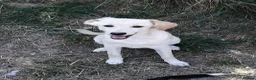 Mixed Breed dogs for adoption: ❤️🐶 JUNE – A LITTLE SUN-RAY SMALL 7 MONTHS GIRL - Advert 25