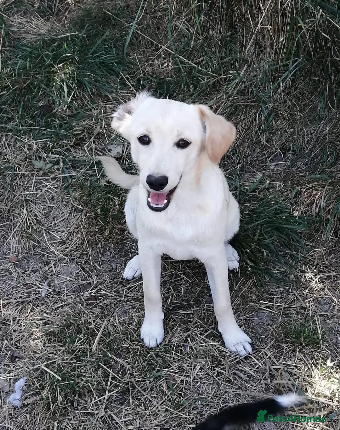 Mixed Breed dogs for adoption: ❤️🐶 JUNE – A LITTLE SUN-RAY SMALL 7 MONTHS GIRL - Advert 25