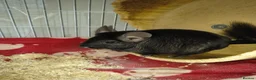 Chinchilla rodents for sale: 2 lovely chinchillas looking for a loving new home - Advert 9