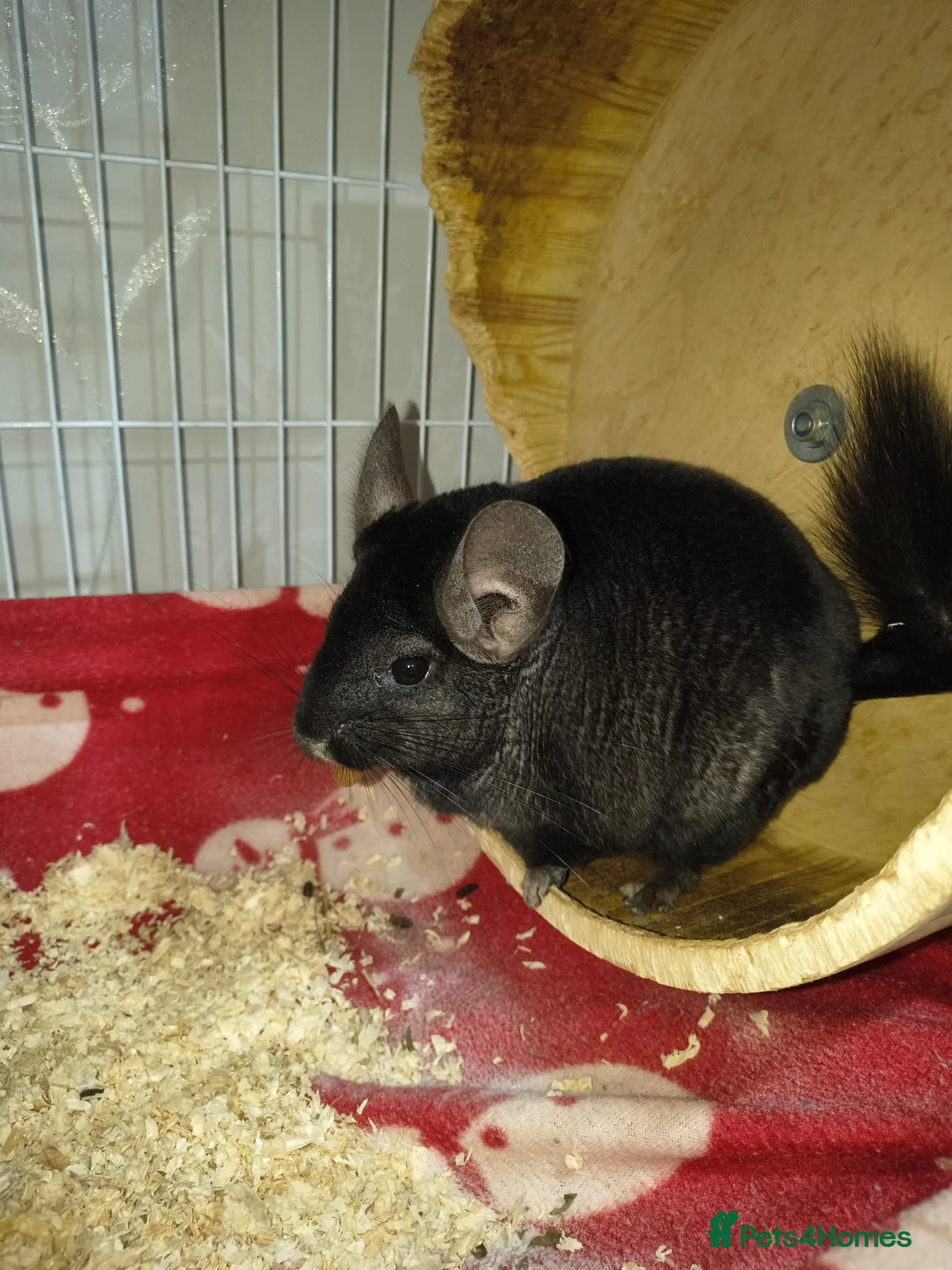 Chinchilla rodents for sale: 2 lovely chinchillas looking for a loving new home - Advert 9