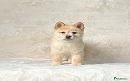 Siberian Husky dogs for sale: Stunning exotic colour chowsky puppies for sale  - Image 31