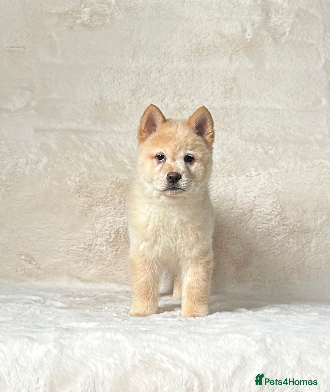 Siberian Husky dogs for sale: Stunning exotic colour chowsky puppies for sale  - Image 31