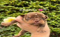 Olde English Bulldogge dogs for sale: RAINBOW OLD ENGLISH LITTER !!! - Image 14