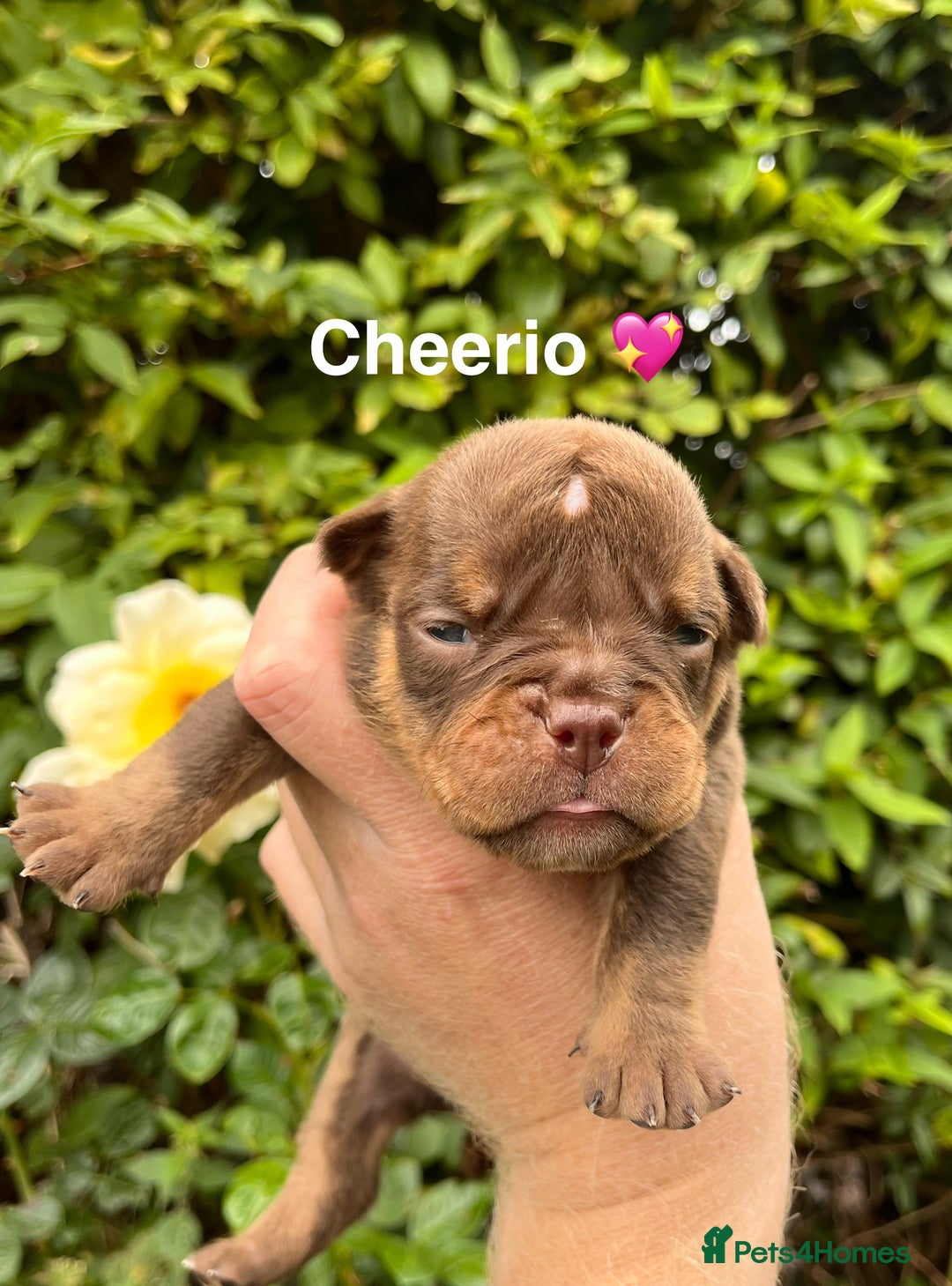 Olde English Bulldogge dogs for sale: RAINBOW OLD ENGLISH LITTER !!! - Image 14