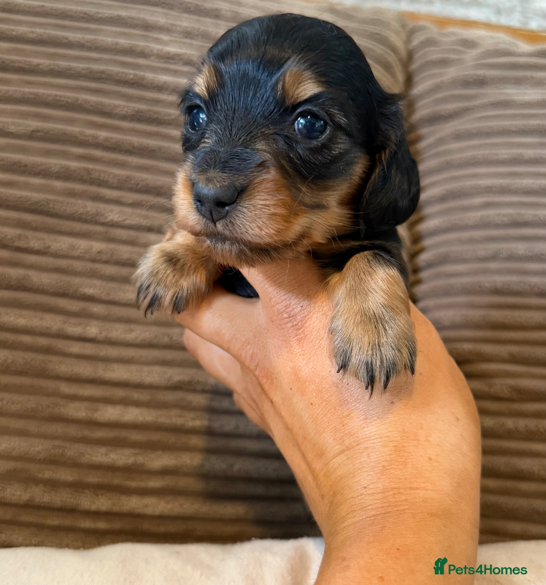 Miniature Dachshund dogs for sale: Miniature longhaired dachshunds  - Advert 11