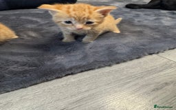 Mixed Breed cats for sale: Kittens - Image 3