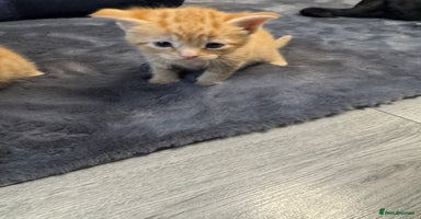 Mixed Breed cats - Advert 2