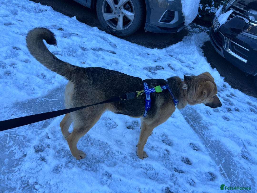 Anatolian Shepherd dogs for adoption: 6.5-Month-Old Anatolian Shepherd Mix Ready For You - Advert 7