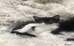 Mixed Breed cats for sale: Lovely kittens 8 weeks old  - Image 8