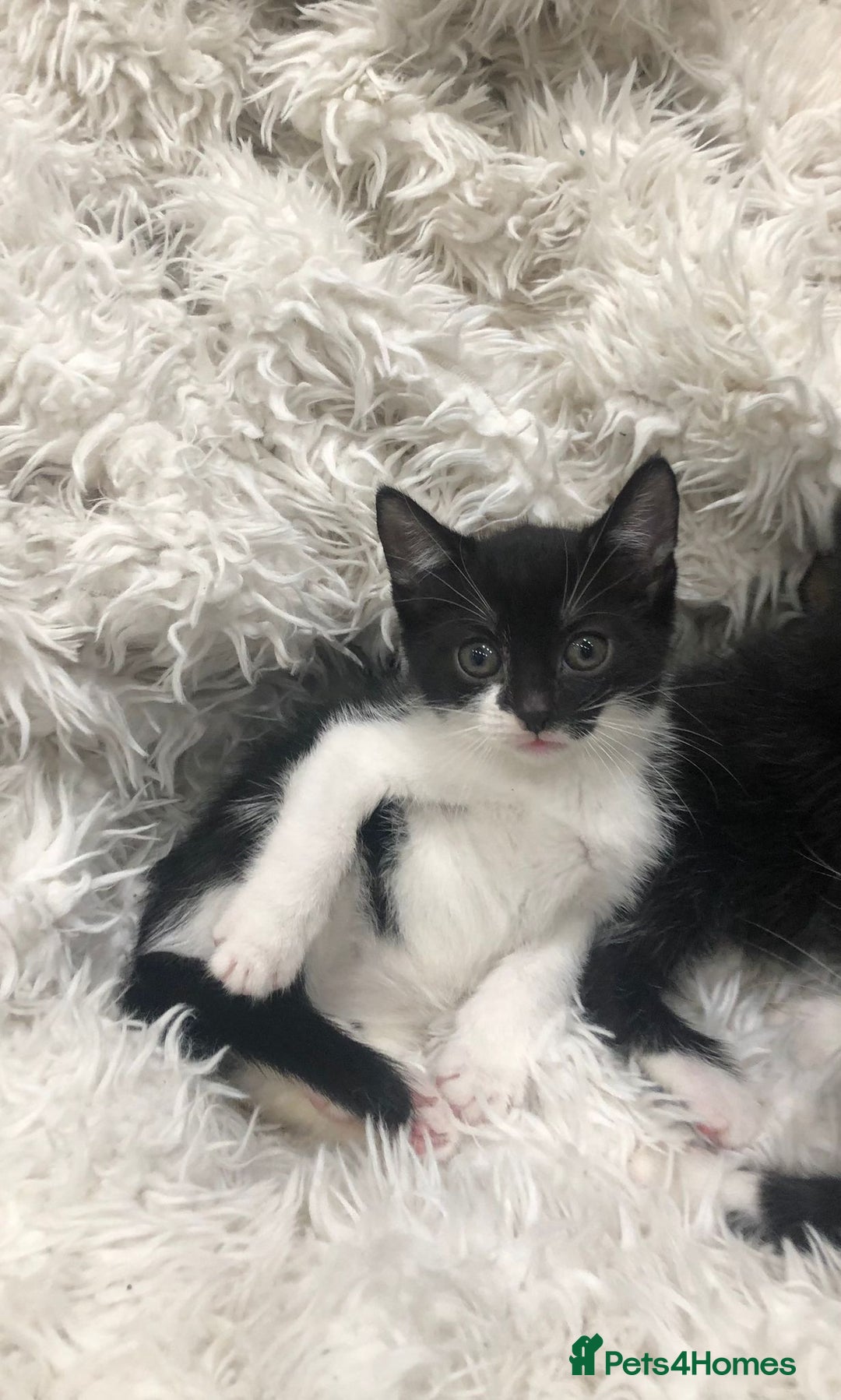 Mixed Breed cats for sale: Lovely kittens 8 weeks old  - Image 8