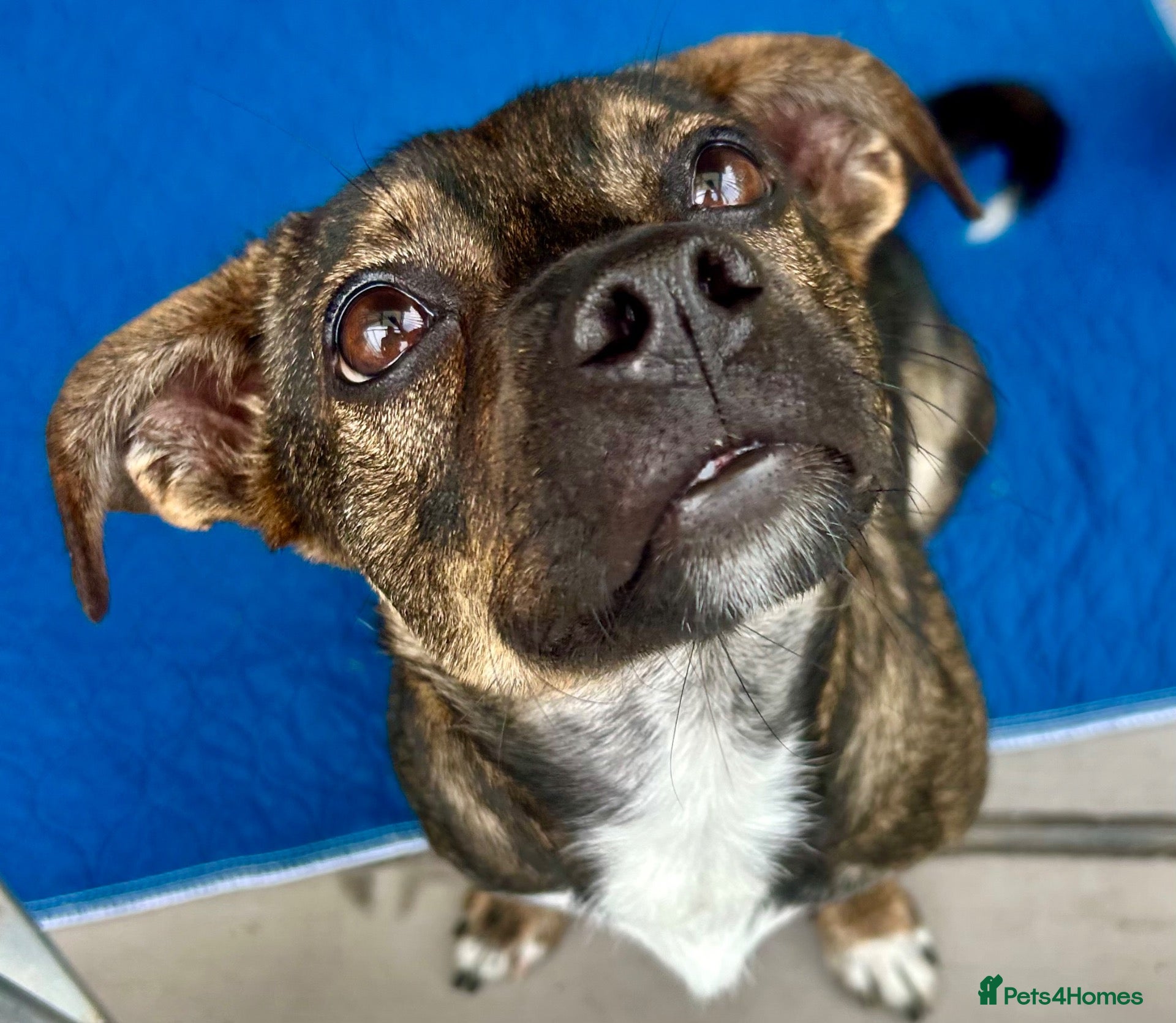 Mixed Breed dogs Star 18mths for adoption - Advert 8