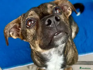 Mixed Breed dogs Star 18mths for adoption - Advert 8