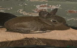 Rex rabbits for sale: Mini rex ready to leave now!! - Image 16