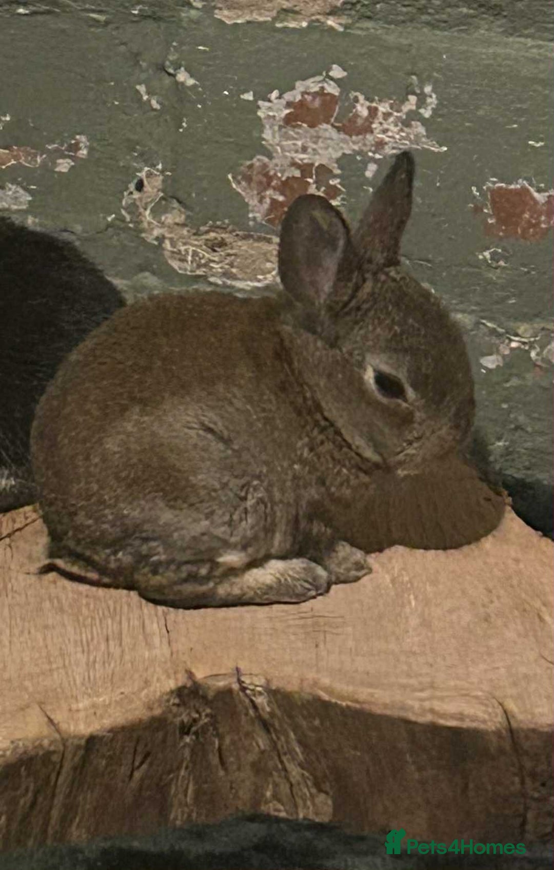 Rex rabbits for sale: Mini rex ready to leave now!! - Image 16