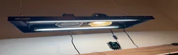 Hermann Tortoise reptiles for sale: Hermann tortoise and table  - Advert 9