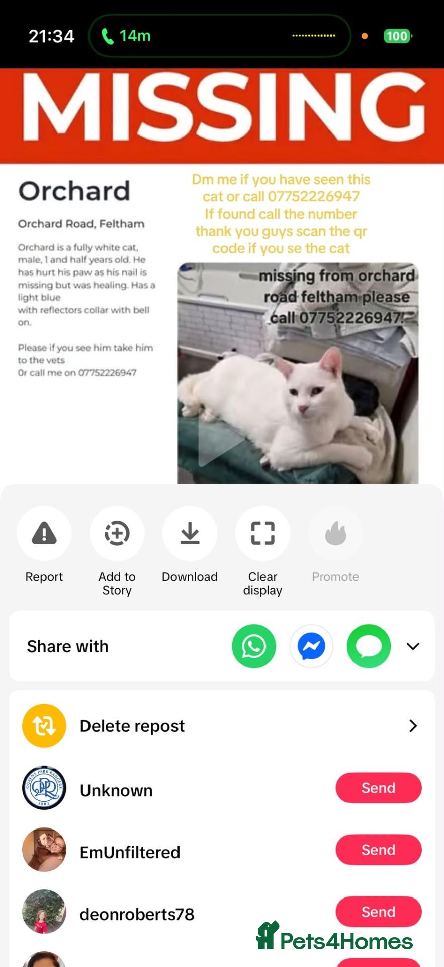 Mixed Breed cats for sale: Stolen  - Advert 1