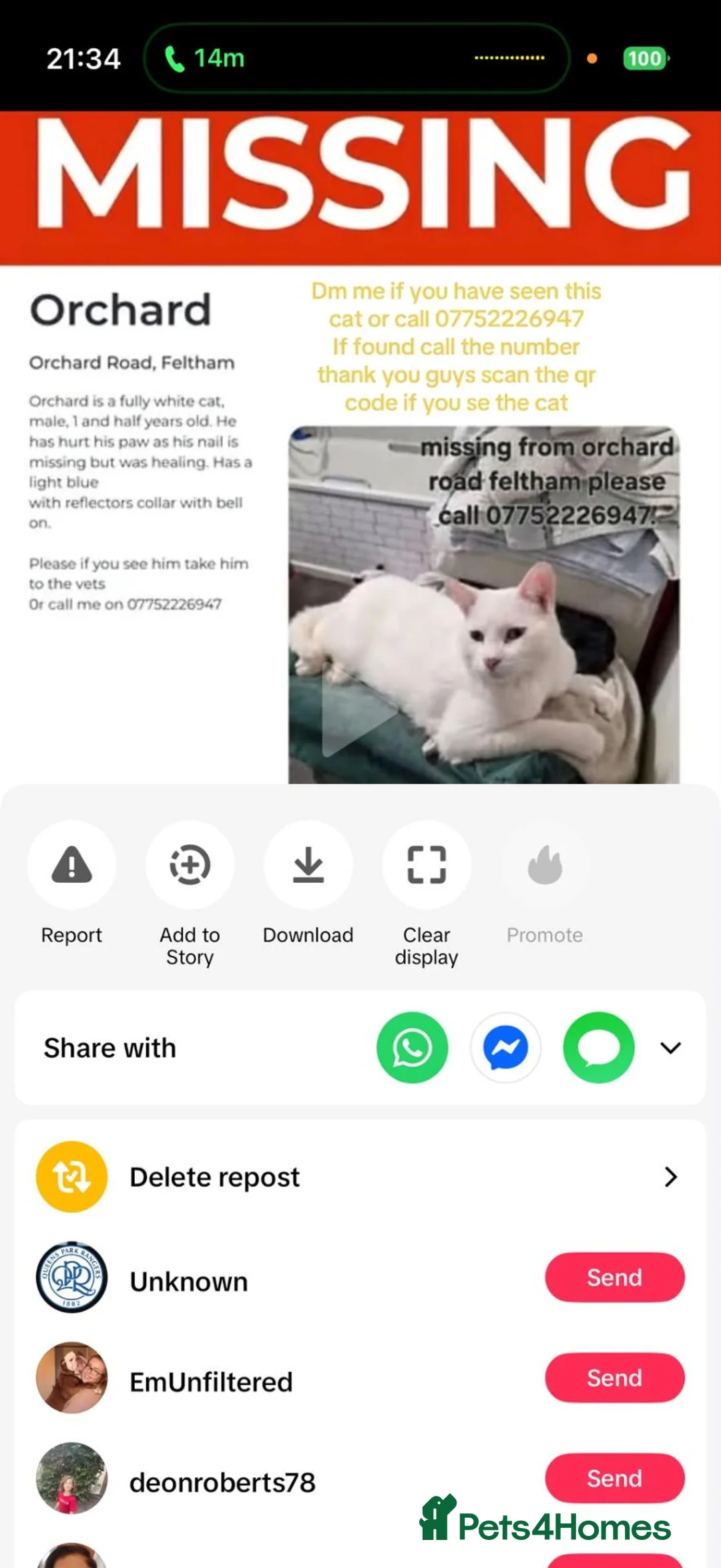 Mixed Breed cats for sale: Stolen  in Feltham - Advert 1