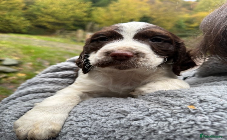 Sprocker dogs - Advert 1