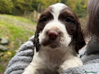 Sprocker dogs - Advert 12